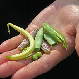 La Cocina de Bosnia: cultivo y crecimiento